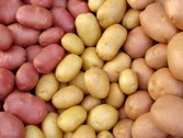 Veja as diferenas entre os tipos de batatas!