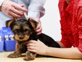 Quais vacinas seu cachorro precisa tomar? 