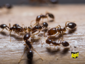 Dica Raid: Como fao para me livrar das formigas?
