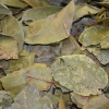 Graviola