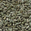 Cardamomo Semente