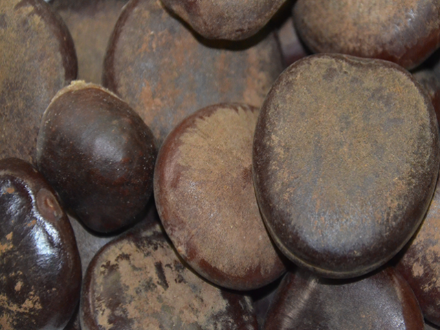 Castanha da �ndia