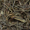 Capim Cidreira