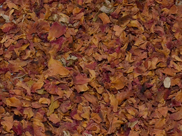 Rosa Rubra