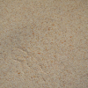 Psyllium P�