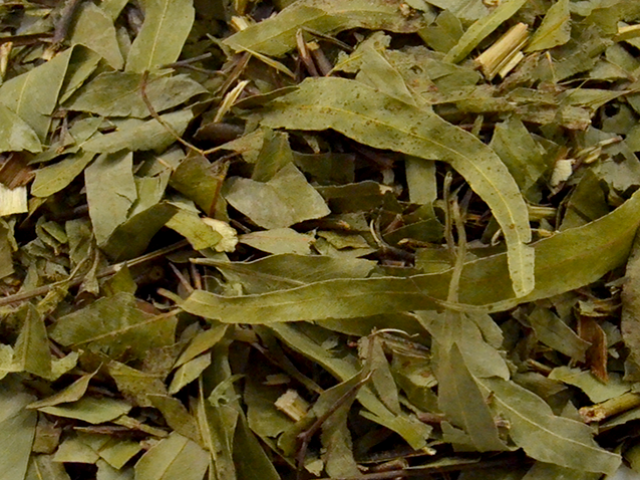 Eucalipto