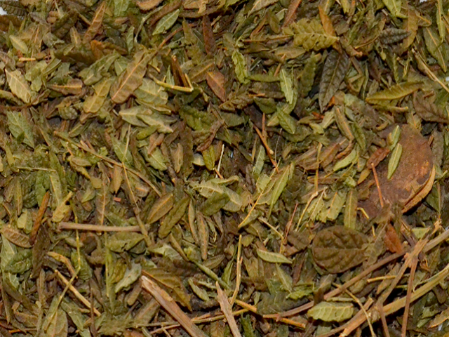 Carobinha