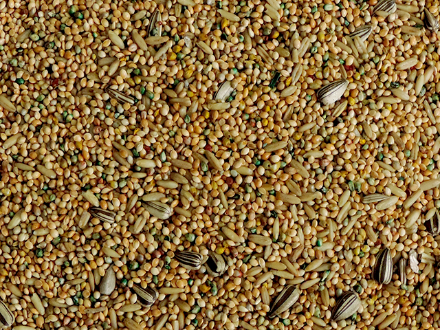 Mistura para Periquito