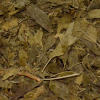 Ginkobiloba Folha