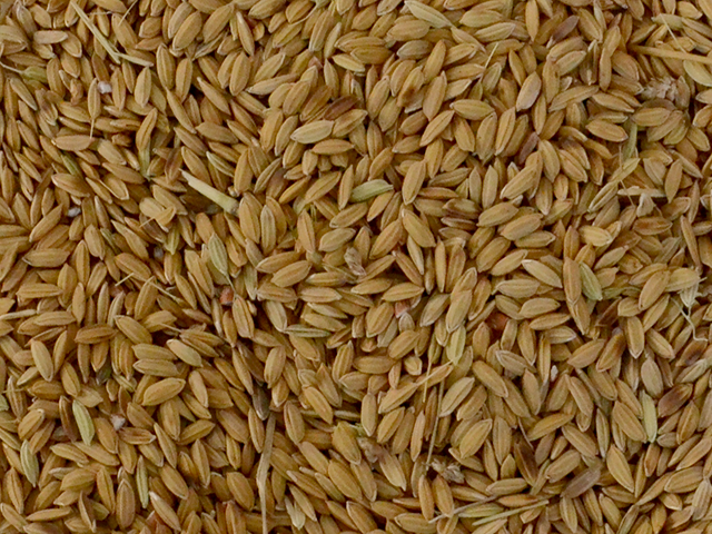 Arroz Cateto com Casca